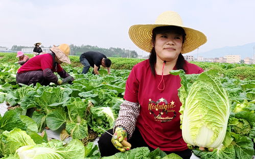 平桂区稻菜轮作基地春菜丰收 新鲜蔬菜供不应求