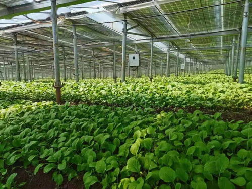 助平价菜更快更多端上百姓餐桌，海口这样做