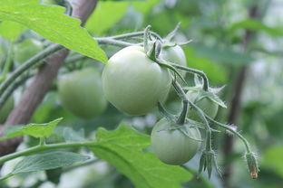 绿野鲜踪 温室别墅中的蔬菜奇缘
